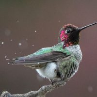 Hummingbirds & Orioles