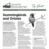 Hummingbirds & Orioles