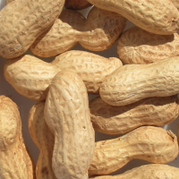 Whole Peanuts (with shells)