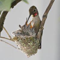 HUMMINGBIRD FEEDERS