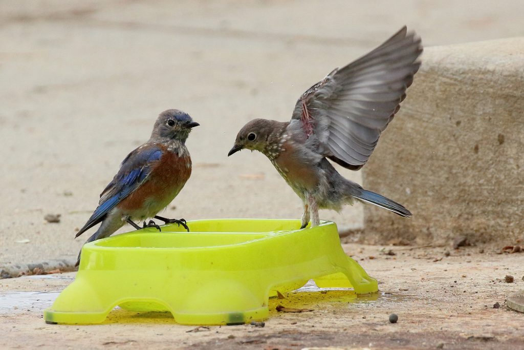 Bluebirds frolicking in a water bowl
