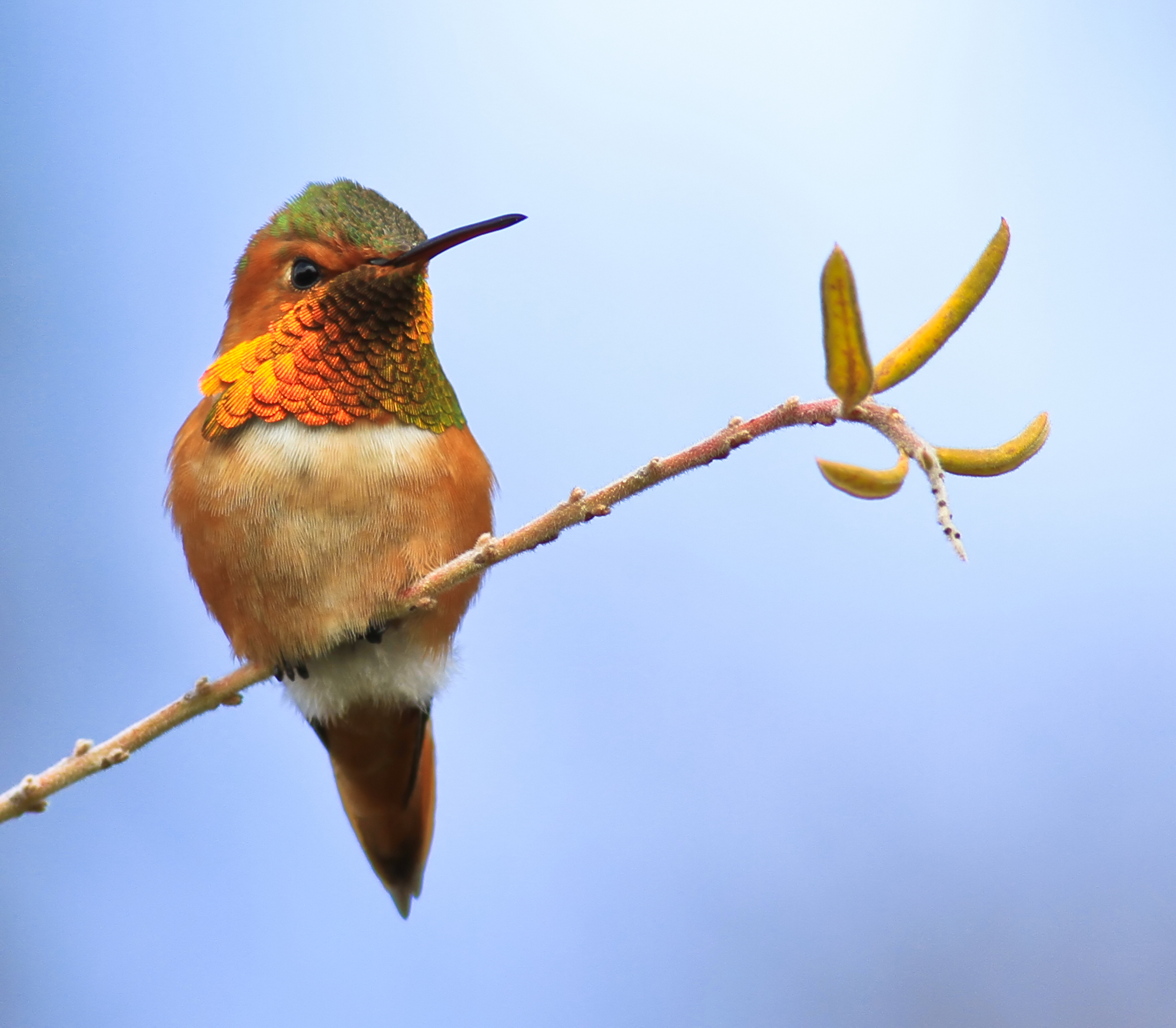 Hummingbird - Los Gatos Birdwatcher