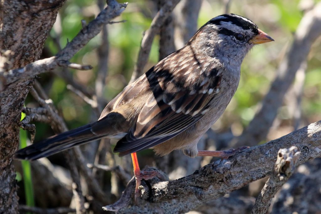Whte crowned Sparrow Tony
