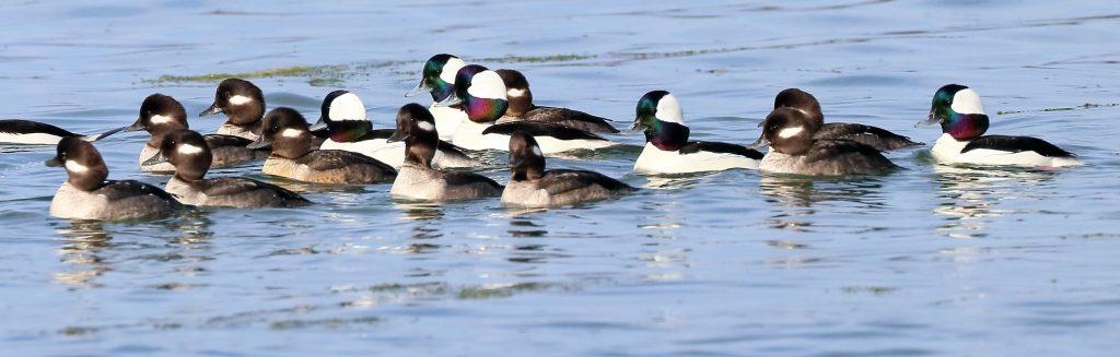 Christmas Bird Count