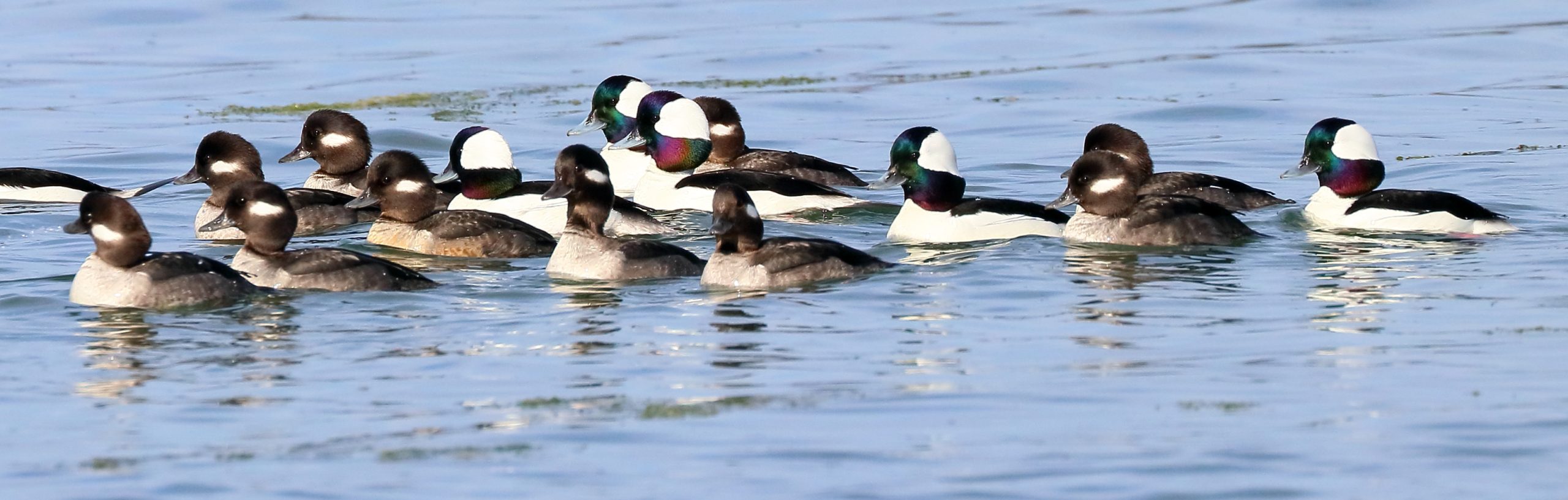 The Complete History of the Christmas Bird Count