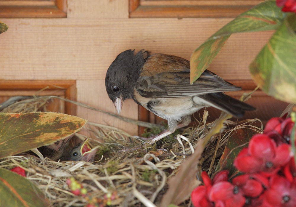 DarkeyedJuncos