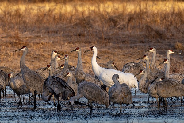 whooping_sandhill_cranes_morgan_co_al_robert_holt_600