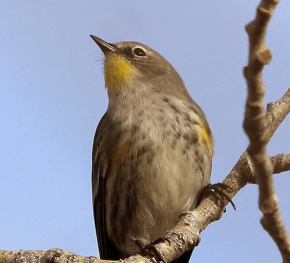 Winter Birds: What Am I Seeing in My Yard Right Now?