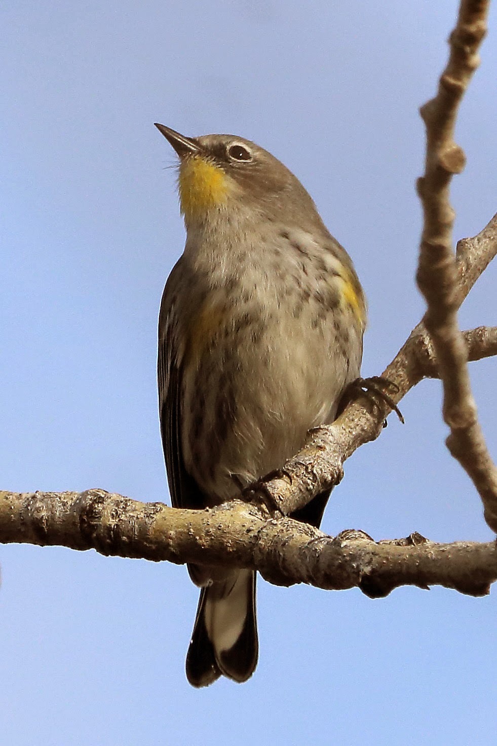 Winter Birds: What Am I Seeing in My Yard Right Now?