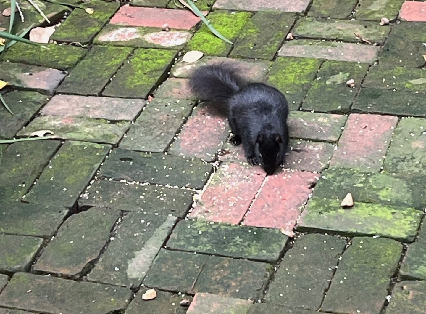 Black Squirrels