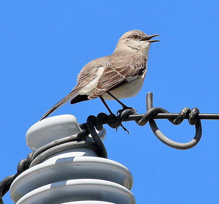 Mocking bird Singing Tony