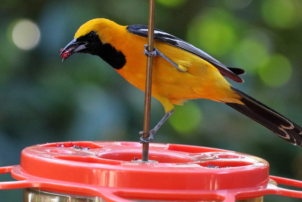 Orioleon Feeder Tony