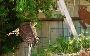 A hawk perched on a branch in a garden, with green foliage and a fence in the background, surveying the area.