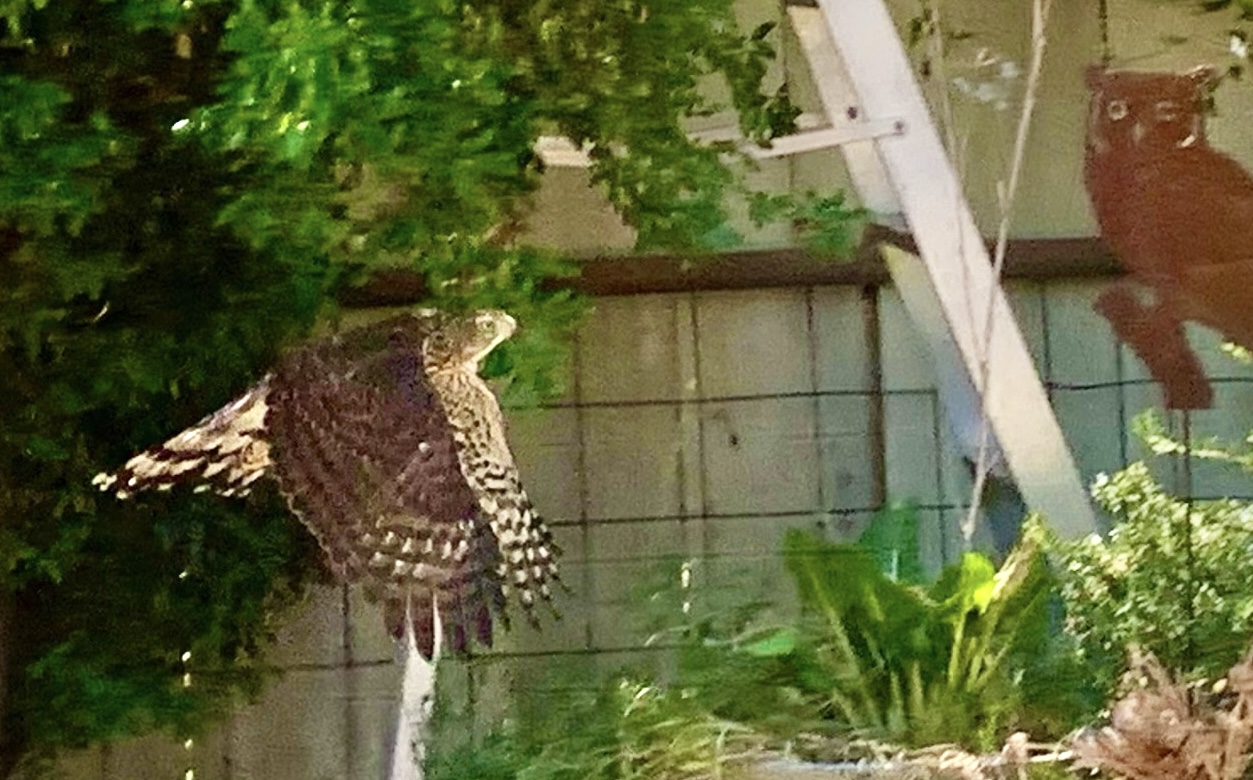 Seeing More Cooper’s Hawks in Your Neighborhood?