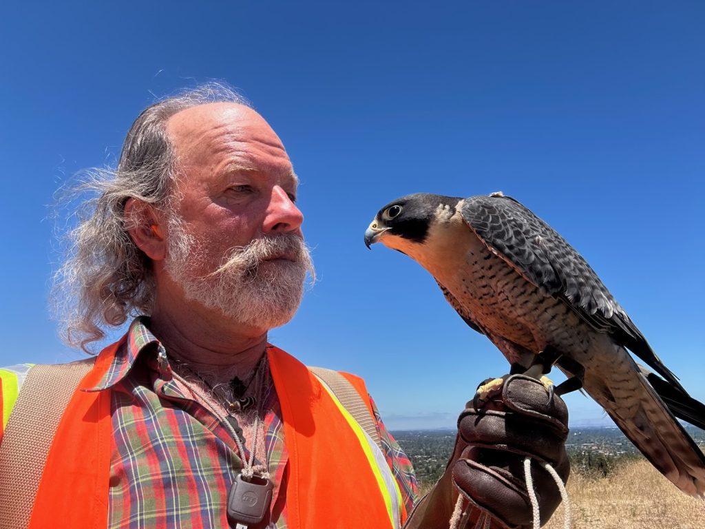 Falconer in an orange safety vest holds a peregrine falcon on his gloved hand against a clear blue sky.