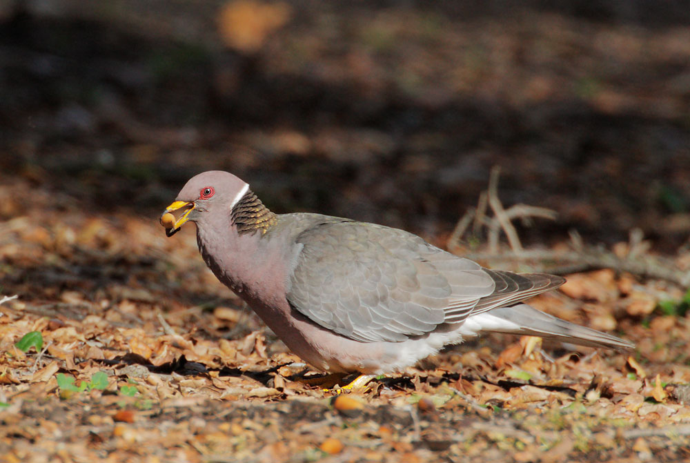 BandtailedPigeon