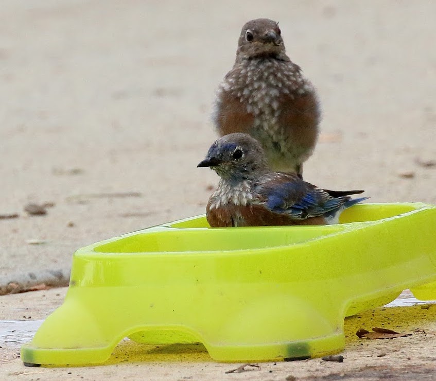 Two small birds perched on a bright lime-green plastic bird feeder on sand.