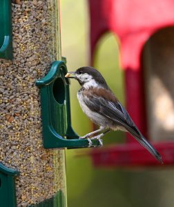 Chickadee