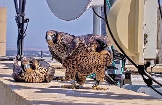 Three falcons perched on a concrete rooftop beside satellite dishes and cables.