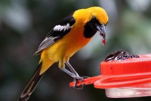 Oriole Feeder