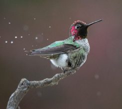 021Hummer_GregM-e1635182823668-600x535