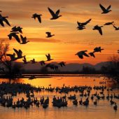 060LetsGoBirdingSunsetCranes-445x445