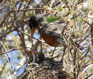 American Robin with altricial young in nest -Tony Woo
