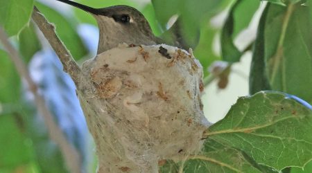 Watch For Hummingbird Nests