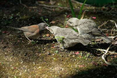Brown-headed Cowbird