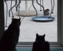 SafeBirdFeedingBluebir