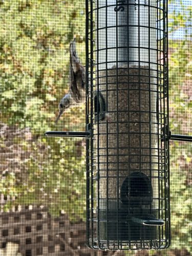 White breasted Nuthatch