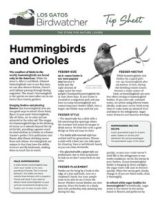 hummingbird-orioles_thumb-232x300