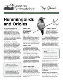 hummingbird-orioles_thumb