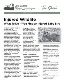 injured-wildlife_thumb