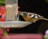 rsz_005grosbeak_ronmachado-e1635887072504-700x570