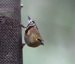 Home, Willow Glen, Santa Clara County, CA, 2019-12-05