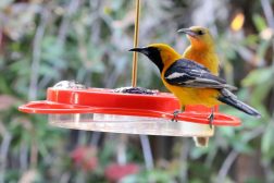 rsz_hoodedoriole-1024x683