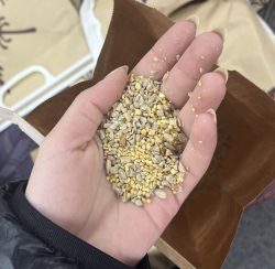 seedinhand seedinhand