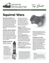 squirrel-wars_thumb