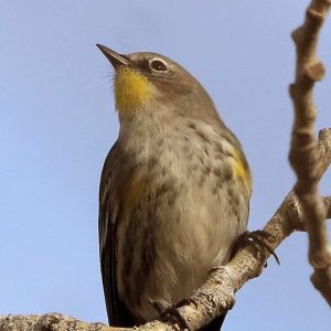 winter bird